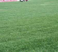 Campo de f�tbol Roales del Pan