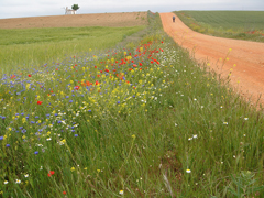 Camino al Monte de La Torre de Moncantar