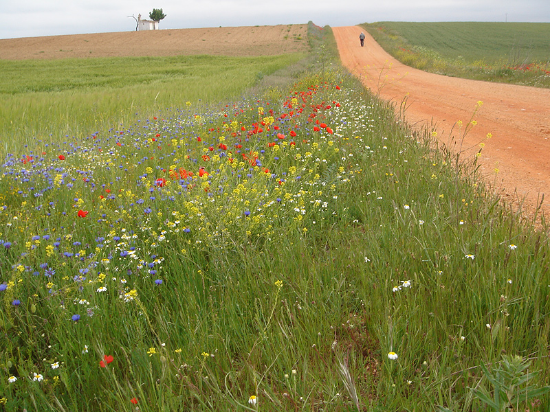Camino al Monte de La Torre de Moncantar
