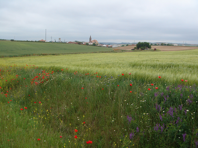 Ca�izal desde el Camino hondo