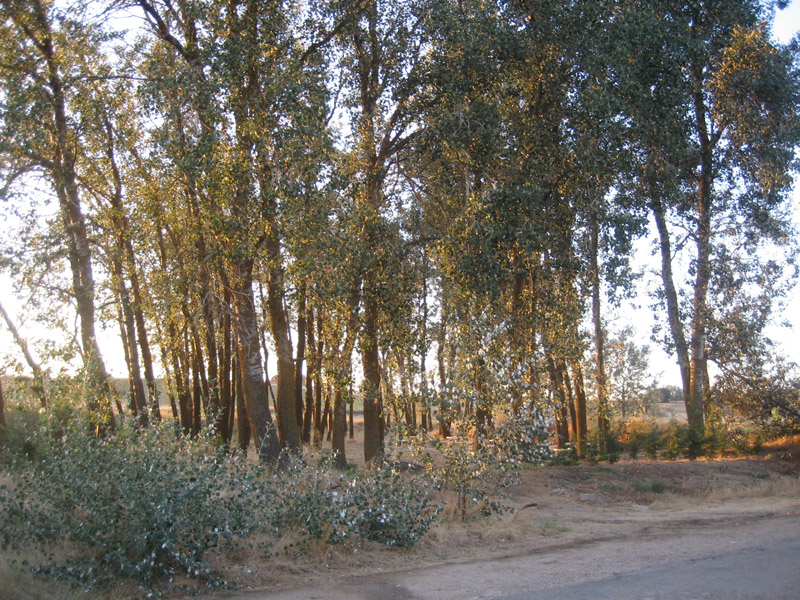 Arboleda